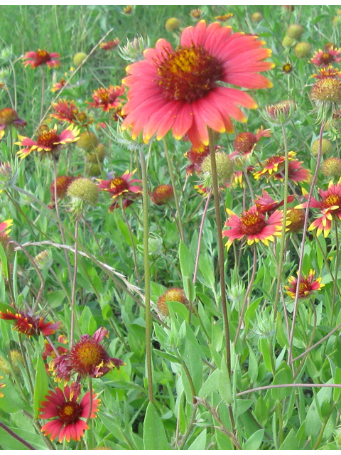 Gaillardia amblyodon (Maroon blanketflower) #31205