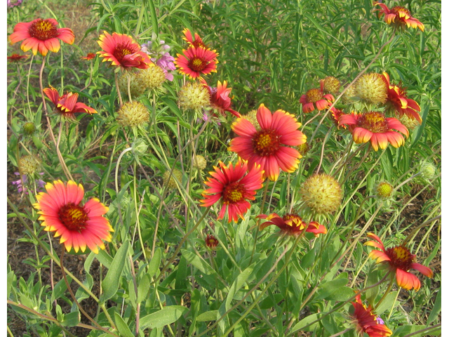 Gaillardia amblyodon (Maroon blanketflower) #31206