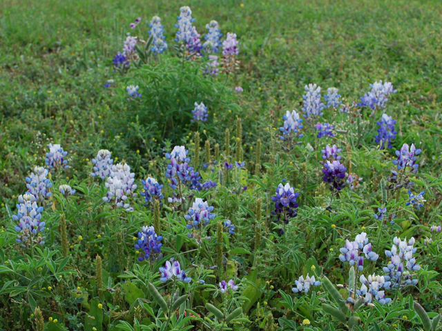 Lupinus texensis (Texas bluebonnet) #28579