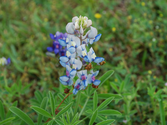 Lupinus texensis (Texas bluebonnet) #28582