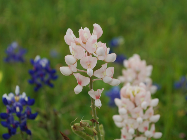 Lupinus texensis (Texas bluebonnet) #28603