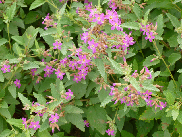 Melochia tomentosa (Pyramid bush) #31961