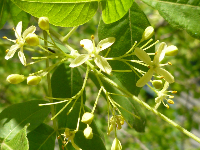 Ptelea trifoliata (Wafer ash) #38861