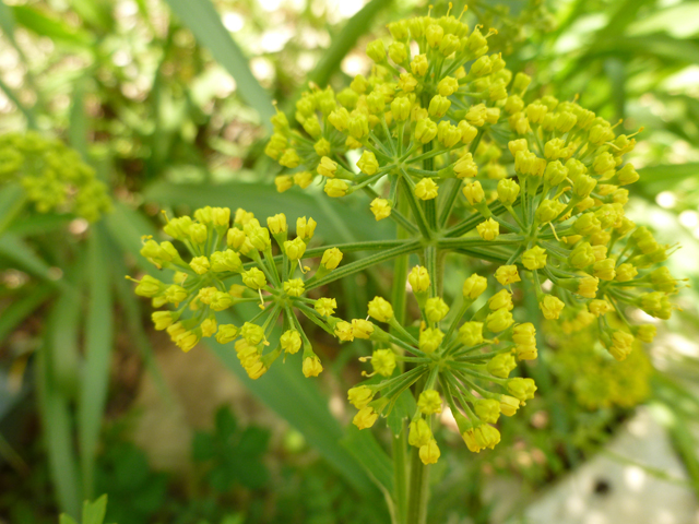 Polytaenia texana (Texas prairie parsley) #38873