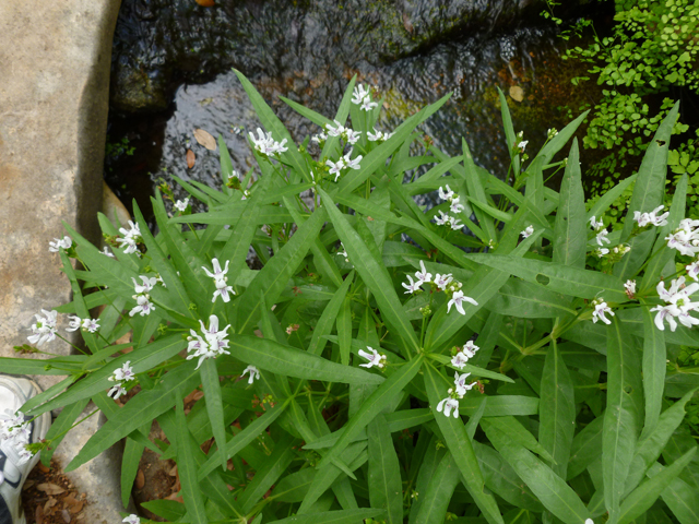 Justicia americana (American water-willow) #38891