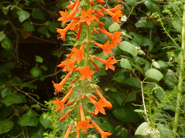 Ipomopsis rubra (Standing cypress) #38902