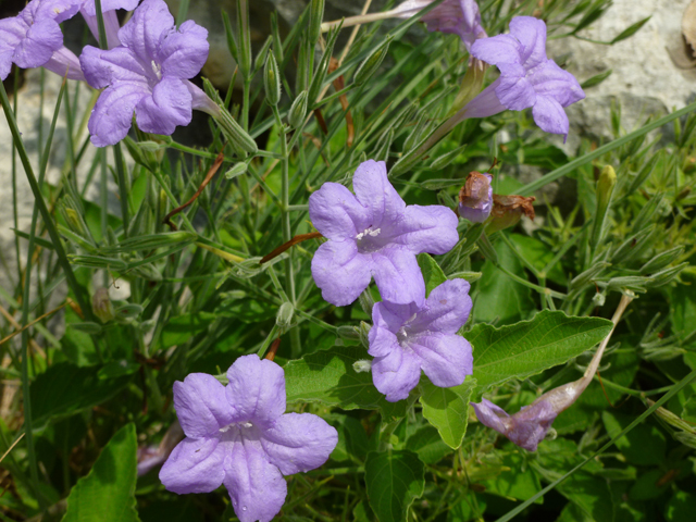 Ruellia drummondiana (Drummond's ruellia) #38911