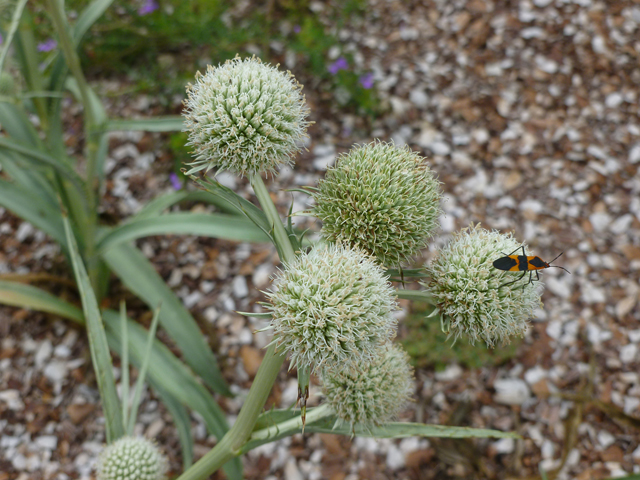 Eryngium yuccifolium (Rattlesnake master) #38912