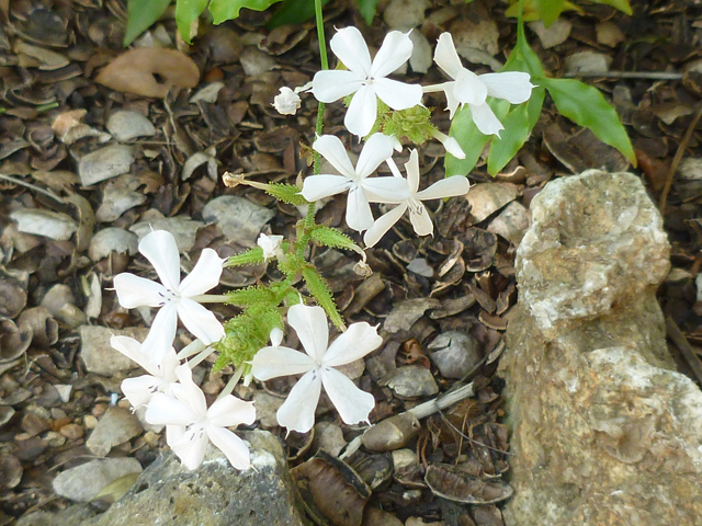 Plumbago scandens (Doctorbush) #38938