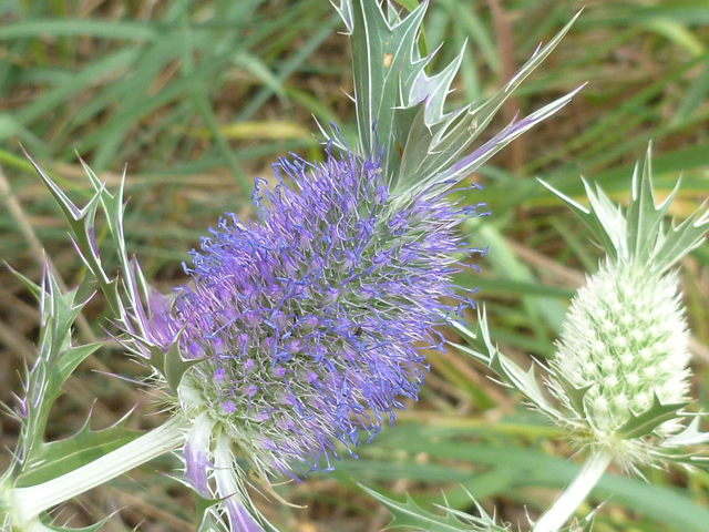 Eryngium leavenworthii (Leavenworth's eryngo) #38940