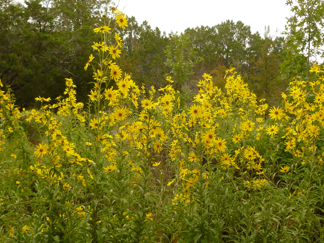 Helianthus maximiliani (Maximilian sunflower) #38950