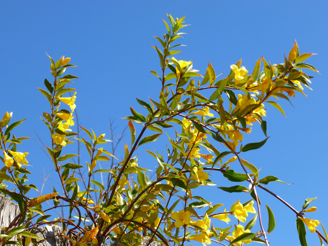 Gelsemium sempervirens (Carolina jessamine) #41691