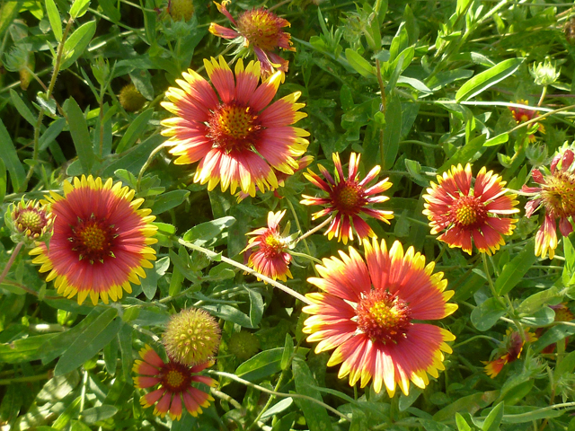 Gaillardia pulchella (Indian blanket) #41705