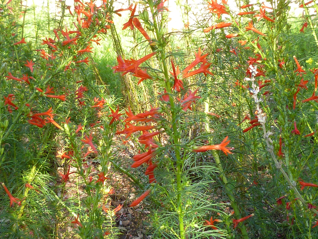 Ipomopsis rubra (Standing cypress) #41708