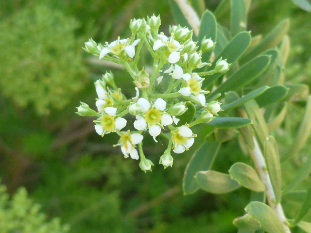 Mortonia greggii (Gregg's saddlebush) #41713