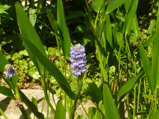 Pontederia cordata (Pickerelweed) #41716