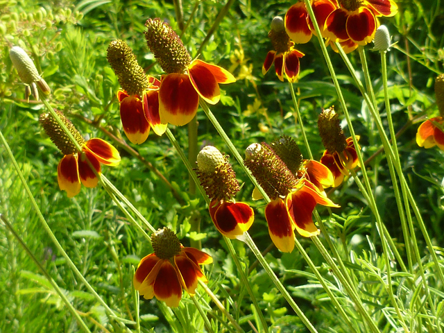 Ratibida columnifera (Mexican hat) #41721