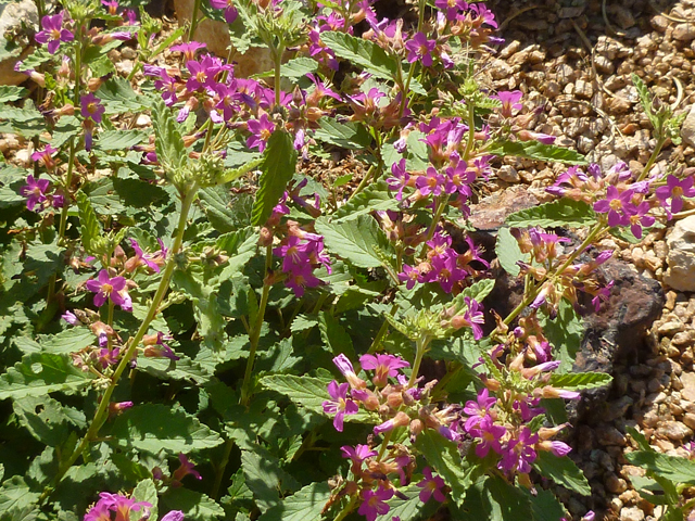 Melochia tomentosa (Pyramid bush) #41725