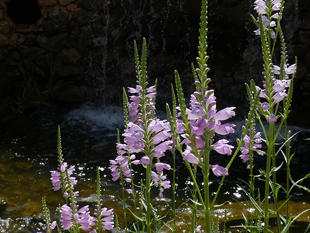 Physostegia virginiana (Fall obedient plant) #89731