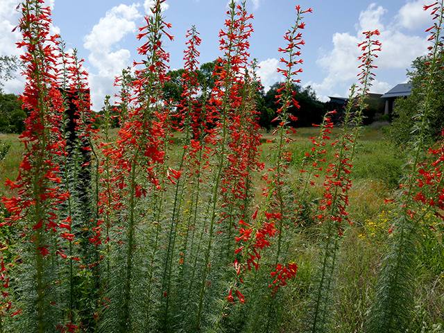 Ipomopsis rubra (Standing cypress) #89733