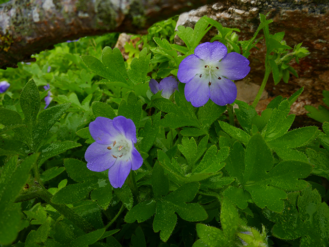 Nemophila phacelioides (Texas baby blue eyes) #89822