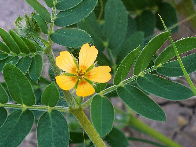 Kallstroemia parviflora (Warty caltrop) #36222