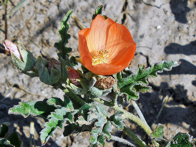 Sphaeralcea hastulata (Spear globemallow) #42263