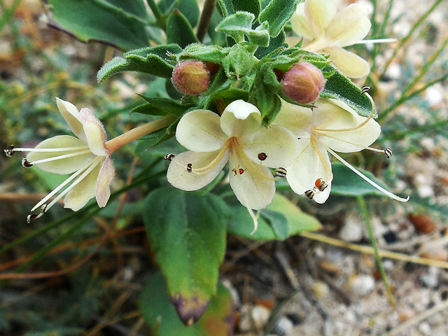 Tetraclea coulteri (Coulter's wrinklefruit) #42264