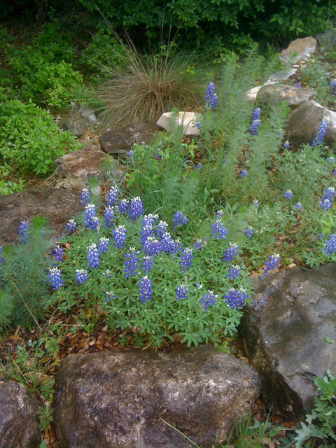 Lupinus texensis (Texas bluebonnet) #41809