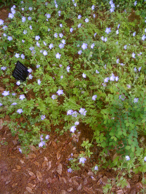 Nemophila phacelioides (Texas baby blue eyes) #41810