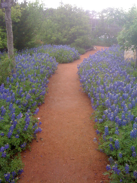 Lupinus texensis (Texas bluebonnet) #41822