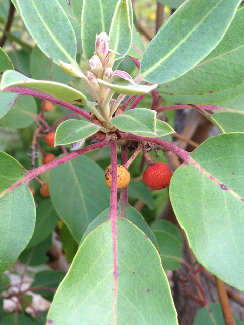 Arbutus xalapensis (Texas madrone) #41846