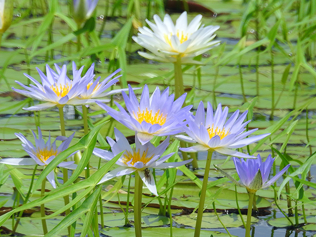 Nymphaea elegans (Tropical royalblue waterlily ) #87683