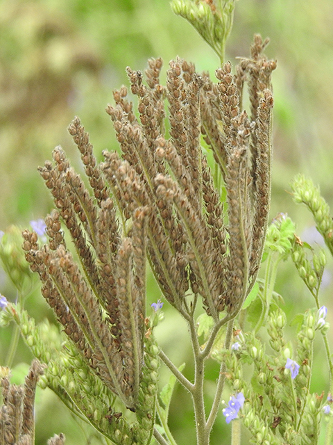 Phacelia congesta (Caterpillars) #87694