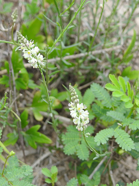 Polygala alba (White milkwort) #87704