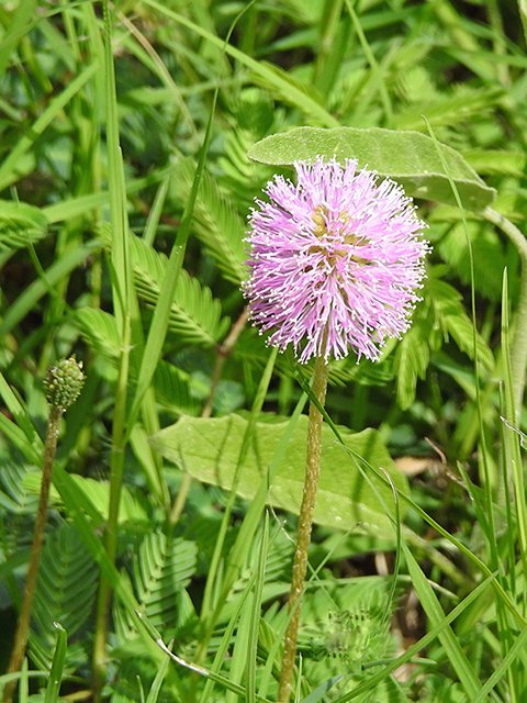 Mimosa strigillosa (Powderpuff) #87717