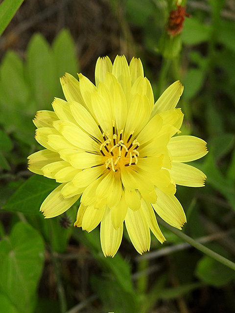 Pyrrhopappus pauciflorus (Smallflower desert-chicory) #87719