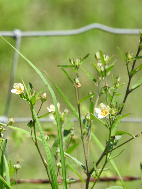 Sida spinosa (Prickly fanpetals) #87840