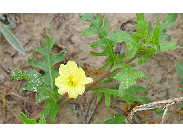 Oenothera laciniata (Cutleaf evening-primrose) #88078