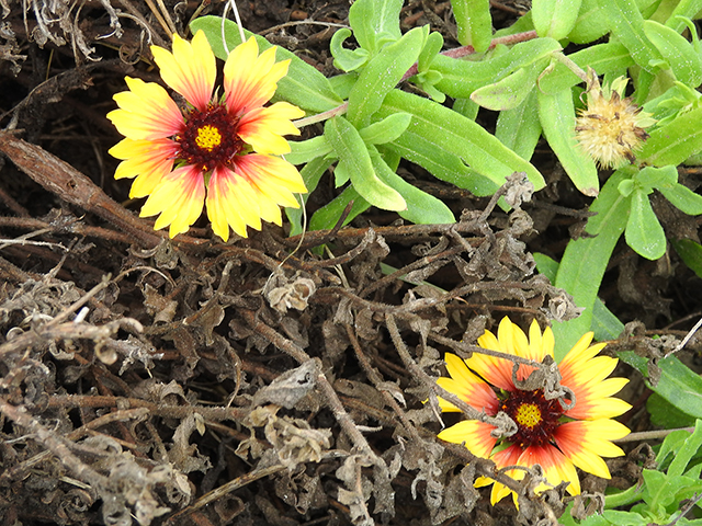 Gaillardia pulchella var. picta (Indian blanket) #88085