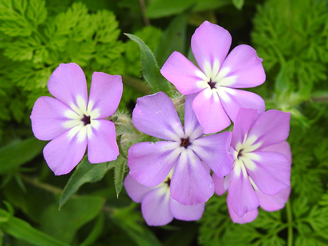 Phlox glabriflora (Rio grande phlox) #88140