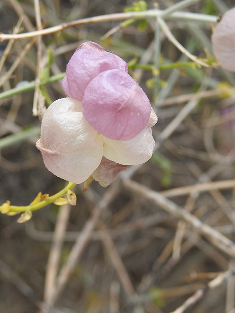 Salazaria mexicana (Mexican bladdersage) #88147