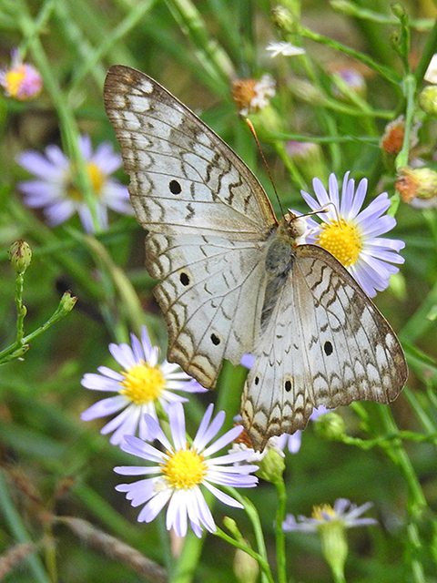 Symphyotrichum expansum (Southwestern annual saltmarsh aster) #88165