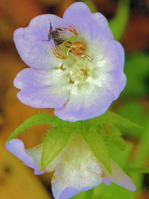 Nemophila phacelioides (Texas baby blue eyes) #88193