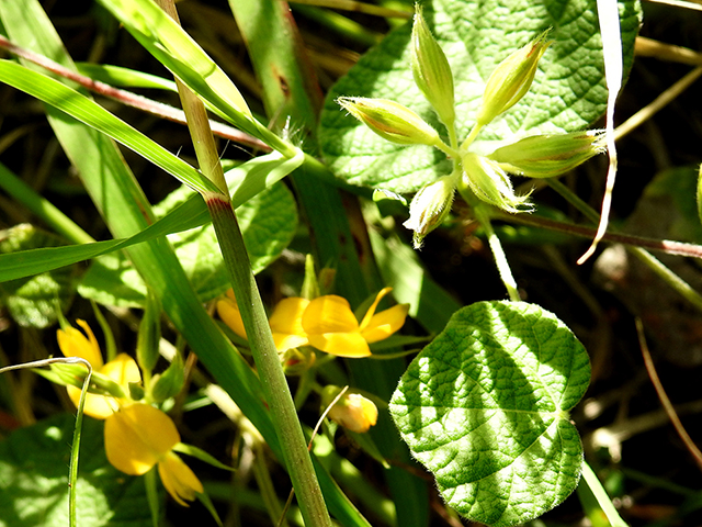 Rhynchosia latifolia (Prairie snoutbean) #88212