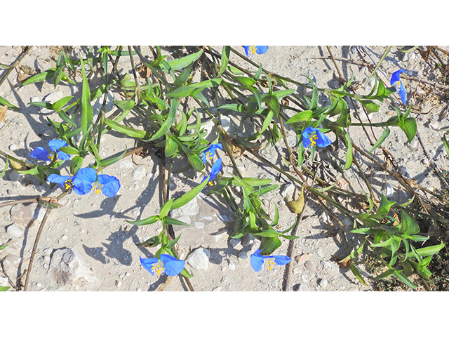 Commelina erecta (Dayflower) #88223