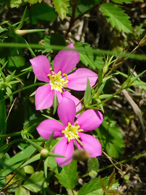 Sabatia campestris (Texas star) #88259