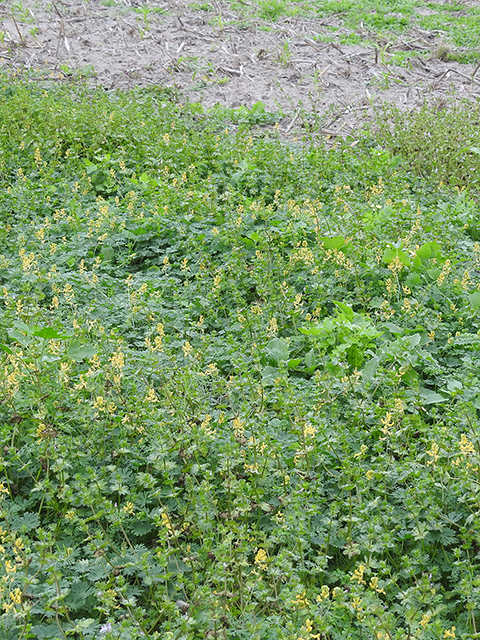 Corydalis curvisiliqua (Curvepod fumewort) #88293