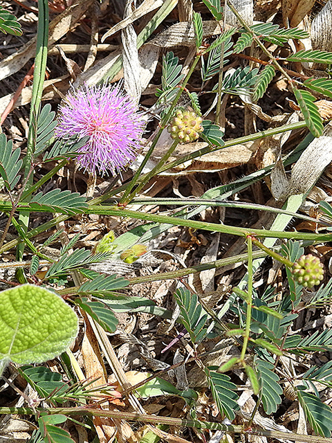 Mimosa nuttallii (Nuttall's sensitive briar) #88296