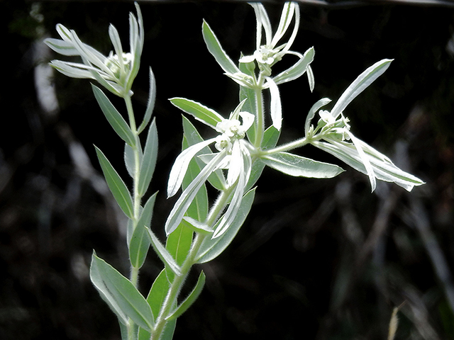 Euphorbia bicolor (Snow on the prairie) #88299